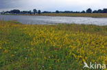 Geel walstro (Galium verum)