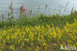 Geel walstro (Galium verum)