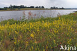 Geel walstro (Galium verum)