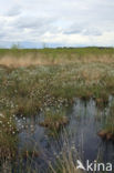 Eenarig wollegras (Eriophorum vaginatum)