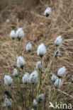 Eenarig wollegras (Eriophorum vaginatum)