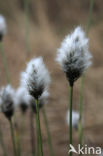 Eenarig wollegras (Eriophorum vaginatum)