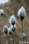 Eenarig wollegras (Eriophorum vaginatum)