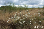 Hare s-tail Cottongrass (Eriophorum vaginatum)