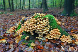 Sulphur Tuft (Hypholoma fasciculare var. fascicularis)