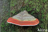 touchwood (Fomes fomentarius)