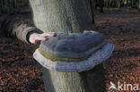 touchwood (Fomes fomentarius)