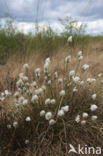 Eenarig wollegras (Eriophorum vaginatum)