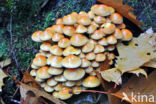 Gewone zwavelkop (Hypholoma fasciculare var. fascicularis)