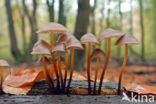 clustered bonnet (Mycena inclinata)