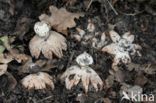 Striate Earthstar (Geastrum striatum)