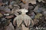 Striate Earthstar (Geastrum striatum)