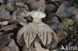 Striate Earthstar (Geastrum striatum)