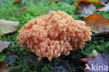 Beukekoraalzwam (Ramaria fagetorum)