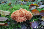 Beukekoraalzwam (Ramaria fagetorum)