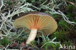 Pine-wood Waxy Cap (Hygrophorus hypothejus var. hypothejus)