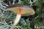 Pine-wood Waxy Cap (Hygrophorus hypothejus var. hypothejus)