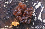 Bruine trilzwam (Tremella foliacea)