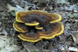 clustered bonnet (Mycena inclinata)