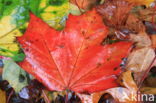 maple (Acer spec.)