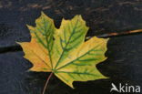 maple (Acer spec.)