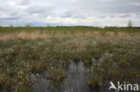 Eenarig wollegras (Eriophorum vaginatum)