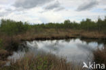 Hare s-tail Cottongrass (Eriophorum vaginatum)