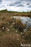 Eenarig wollegras (Eriophorum vaginatum)