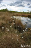 Eenarig wollegras (Eriophorum vaginatum)