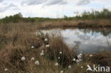 Eenarig wollegras (Eriophorum vaginatum)