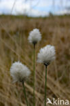 Eenarig wollegras (Eriophorum vaginatum)