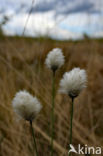 Eenarig wollegras (Eriophorum vaginatum)