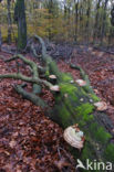 touchwood (Fomes fomentarius)