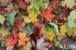 maple (Acer spec.)