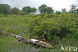 Gagel (Myrica gale)