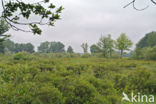 Gagel (Myrica gale)