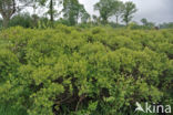 Gagel (Myrica gale)