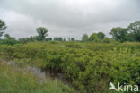 Gagel (Myrica gale)