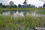 Empese en Tondense Heide