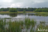 Empese en Tondense Heide