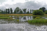 Empese en Tondense Heide