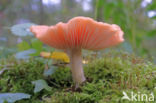 Zalmzwam (Rhodotus palmatus)