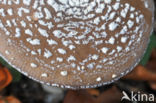 Panther mushroom (Amanita pantherina)