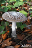 Panther mushroom (Amanita pantherina)