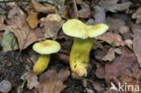 sulphur knight (Tricholoma sulphureum)