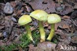 sulphur knight (Tricholoma sulphureum)