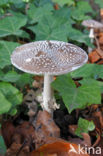 Panther mushroom (Amanita pantherina)