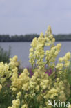 Common Meadow-rue (Thalictrum flavum)