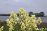 Common Meadow-rue (Thalictrum flavum)