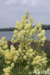 Common Meadow-rue (Thalictrum flavum)